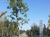 Zomereik quercus robur, , 6-7 m hoog - afbeelding 1 van  1