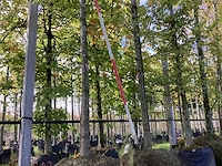 Zomerlinde - laanbomen (2x) - afbeelding 1 van  4
