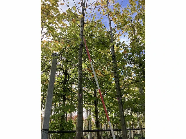 Zomerlinde - laanbomen (2x) - afbeelding 2 van  4