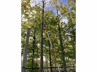 Zomerlinde - laanbomen (2x) - afbeelding 2 van  4
