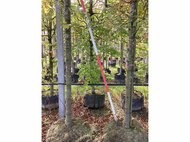 Zomerlinde - laanbomen (2x) - afbeelding 4 van  4