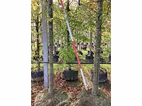Zomerlinde - laanbomen (2x) - afbeelding 4 van  4