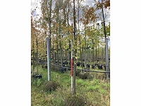 Zomerlinde - laanboom - afbeelding 2 van  3