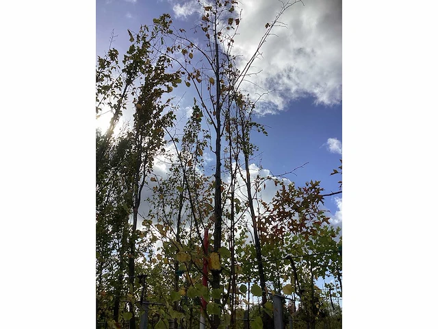 Zomerlinde - laanboom - afbeelding 3 van  3