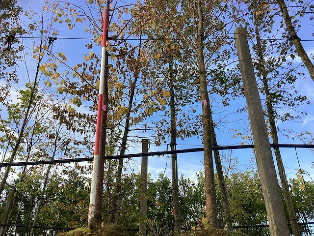 Zomerlinde - parkbomen - afbeelding 1 van  3