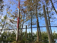 Zomerlinde - parkbomen