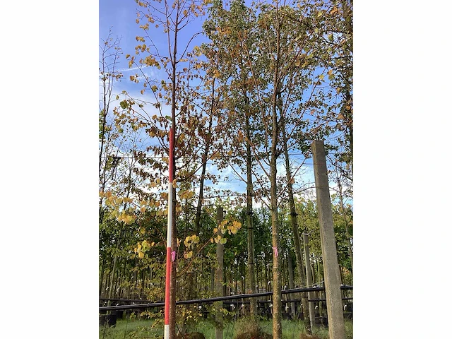 Zomerlinde - parkbomen - afbeelding 2 van  3