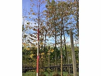 Zomerlinde - parkbomen - afbeelding 2 van  3