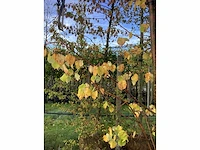 Zomerlinde - parkbomen - afbeelding 3 van  3