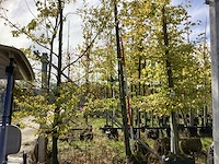 Zomerlinde - sierbomen - afbeelding 1 van  4