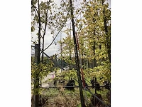 Zomerlinde - sierbomen - afbeelding 2 van  4
