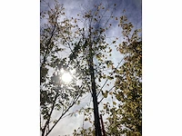 Zomerlinde - sierbomen - afbeelding 3 van  4