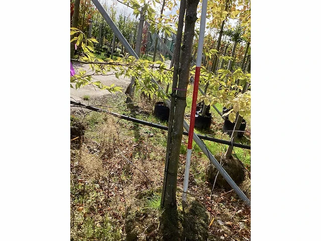 Zomerlinde - sierbomen - afbeelding 4 van  4