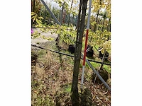 Zomerlinde - sierbomen - afbeelding 4 van  4