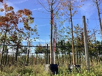 Zomerlinde - sierbomen - afbeelding 1 van  3