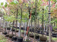 Zomerlinde - sierboom - afbeelding 1 van  3