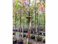 Zomerlinde - sierboom - afbeelding 2 van  3