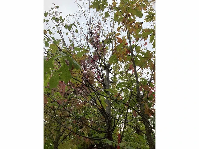 Zomerlinde - sierboom - afbeelding 3 van  3