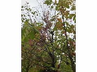 Zomerlinde - sierboom - afbeelding 3 van  3
