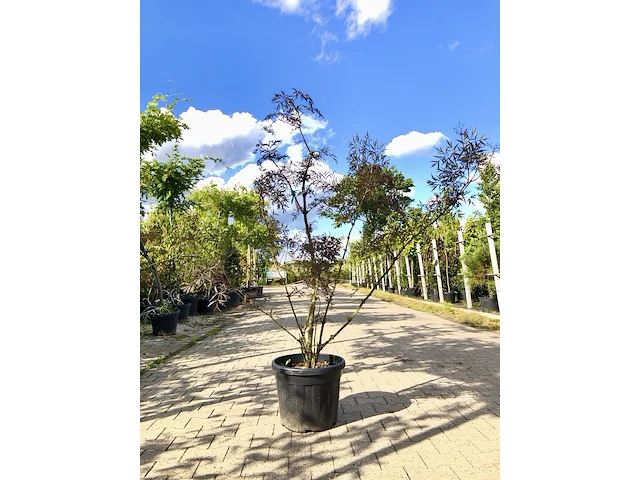 Zwarte vlier sambucus 'black lace', meerstammig, roodbladig, ca. 150 cm - afbeelding 1 van  2