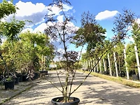 Zwarte vlier sambucus 'black lace', meerstammig, roodbladig, ca. 150 cm - afbeelding 1 van  2