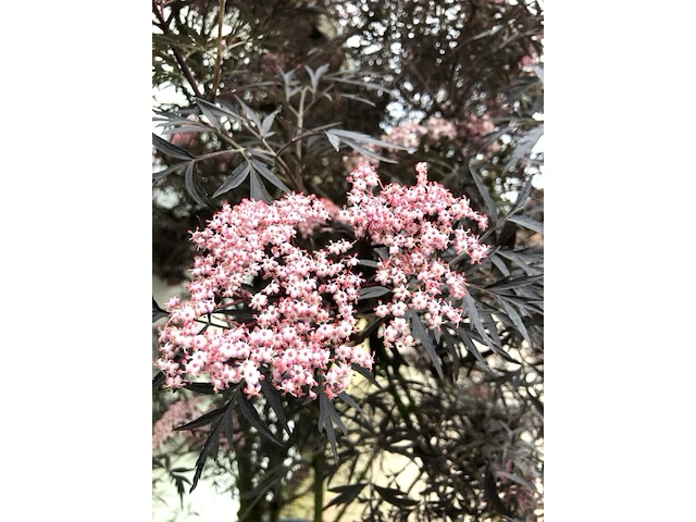 Zwarte vlier sambucus 'black lace', meerstammig, roodbladig, ca. 150 cm - afbeelding 2 van  2
