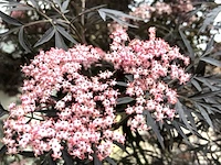 Zwarte vlier sambucus 'black lace', meerstammig, roodbladig, ca. 150 cm - afbeelding 2 van  2