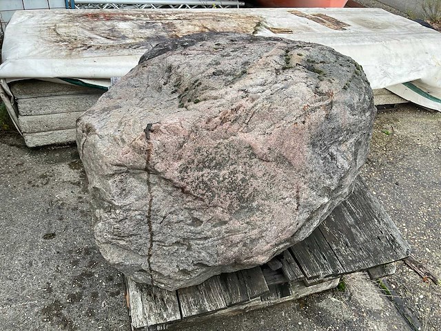 Zwerfkei/siergrind - afbeelding 3 van  5