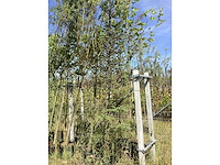 - parkboom - afbeelding 2 van  2