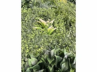 10 m² evergreen - kunstgroen wandbekleding - ongebruikt - afbeelding 4 van  8