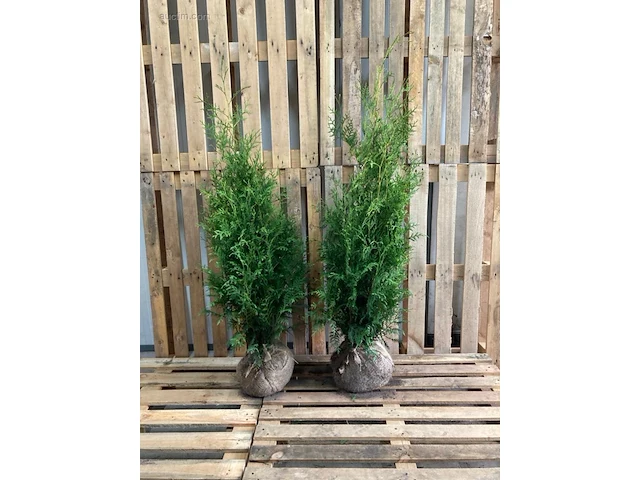 (100x) coniferen thuja brabant 80-100 - afbeelding 1 van  1