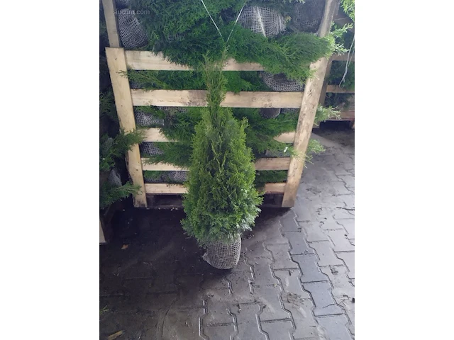 (100x) coniferen thuja smaragd 80-100 - afbeelding 1 van  1