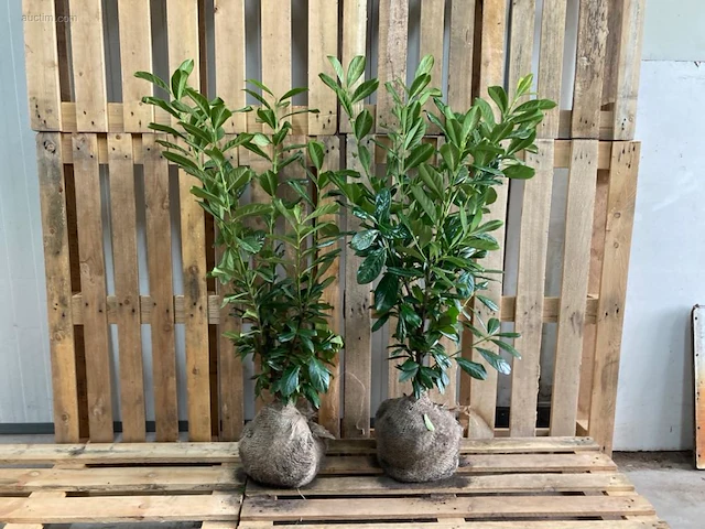 (100x) laurier prunus laurocerasus 'novita'... - afbeelding 1 van  1