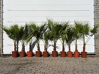 10x mexicaanse waaierpalm enkele stam - washingtonia robusta - hoogte ca. 140 cm