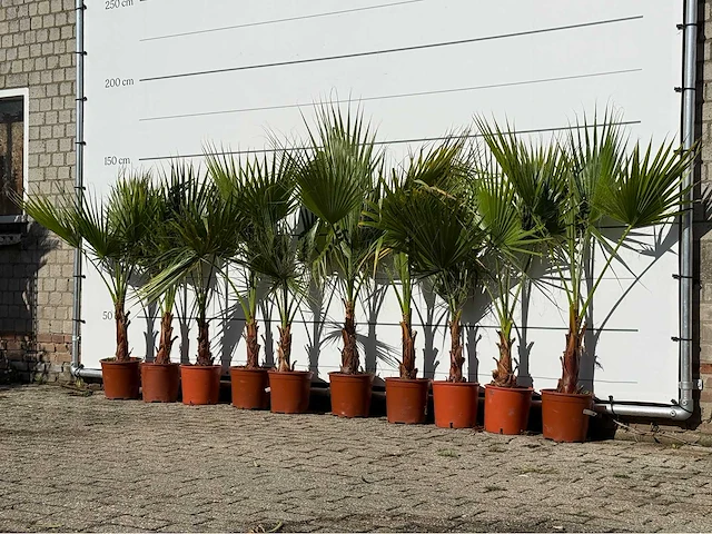 10x mexicaanse waaierpalm enkele stam - washingtonia robusta - hoogte ca. 140 cm - afbeelding 2 van  4