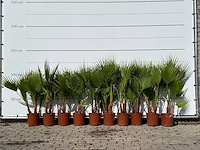 10x mexicaanse waaierpalm meerstammig - washingtonia robusta - hoogte ca. 130 cm - afbeelding 1 van  4