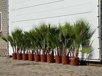 10x mexicaanse waaierpalm meerstammig - washingtonia robusta - hoogte ca. 130 cm - afbeelding 2 van  4