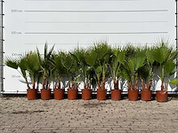 10x mexicaanse waaierpalm meerstammig - washingtonia robusta - hoogte ca. 130 cm - afbeelding 4 van  4