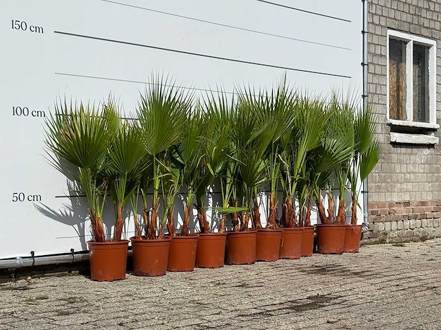 10x mexicaanse waaierpalm meerstammig - washingtonia robusta - hoogte ca. 130 cm - afbeelding 3 van  4