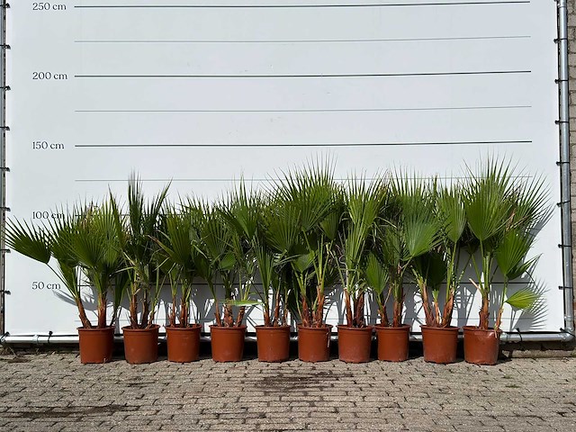 10x mexicaanse waaierpalm meerstammig - washingtonia robusta - hoogte ca. 130 cm - afbeelding 1 van  4