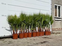 10x mexicaanse waaierpalm meerstammig - washingtonia robusta - hoogte ca. 130 cm - afbeelding 3 van  4