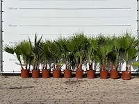 10x mexicaanse waaierpalm meerstammig - washingtonia robusta - hoogte ca. 130 cm
