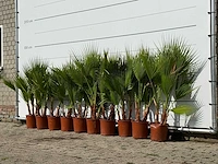 10x mexicaanse waaierpalm meerstammig - washingtonia robusta - hoogte ca. 130 cm - afbeelding 3 van  4