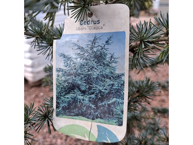 10x plant in pot - afbeelding 2 van  11