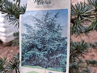 10x plant in pot - afbeelding 2 van  11