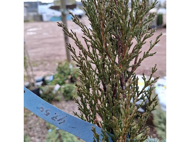 10x plant in pot - afbeelding 3 van  11