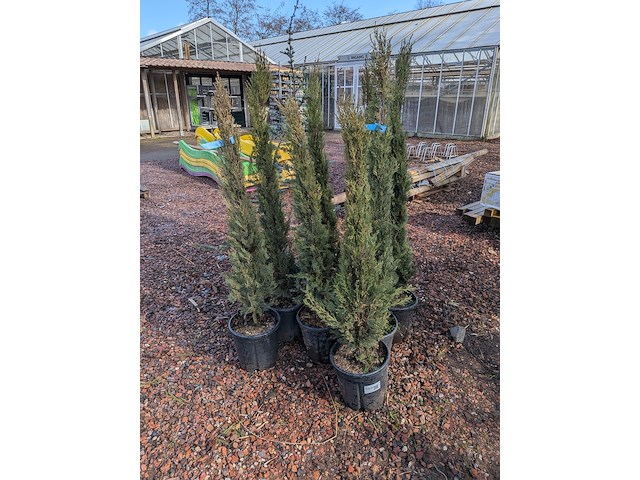 10x plant in pot - afbeelding 1 van  11