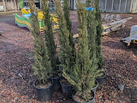 10x plant in pot - afbeelding 1 van  11