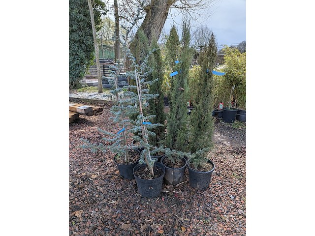 10x plant in pot - afbeelding 4 van  11