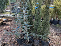 10x plant in pot - afbeelding 4 van  11